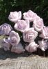 foto: Pěnová růže svazek 12 ks FIALOVÁ
