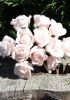 foto: Pěnová růže svazek 12 ks RŮŽOVÁ