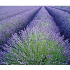 foto: Foto obraz na plátně LEVANDULE 40 x 50 cm