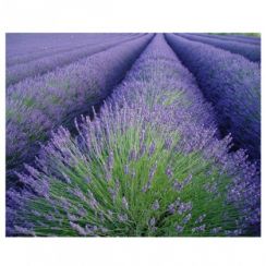 foto: Foto obraz na plátně LEVANDULE 30 x 40 cm