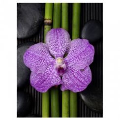 foto: Foto obraz na plátně ORCHIDEJ 30 x 40 cm